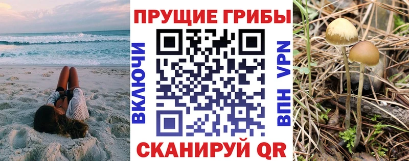 OMG маркетплейс Череповец Псилоцибиновые грибы Psilocybe